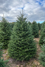 7ft-8ft Fraser Fir