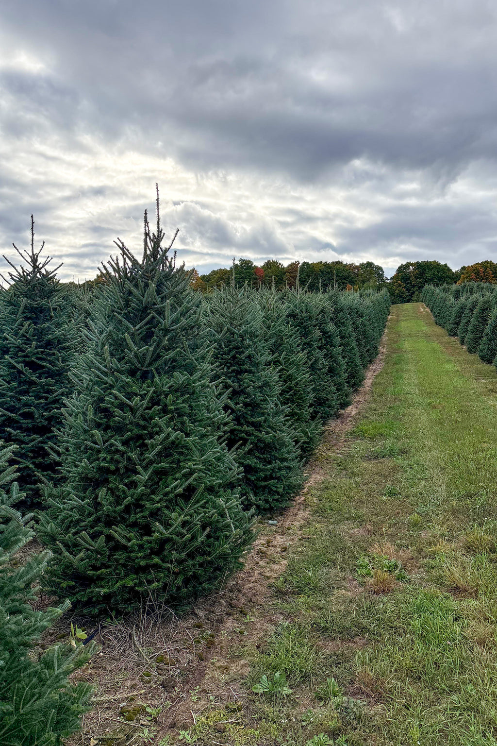 7ft-8ft Fraser Fir
