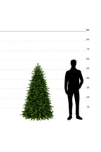 5ft-6ft Fraser Fir