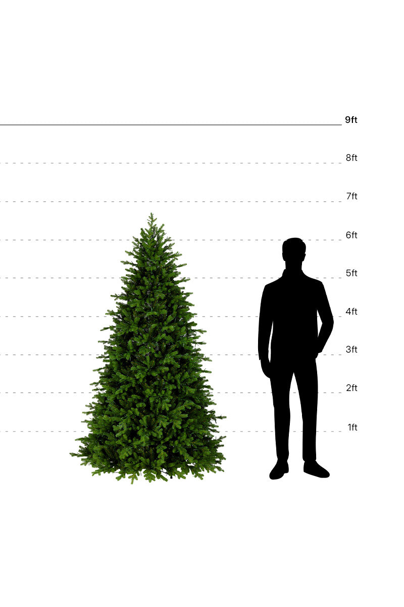 6ft-7ft Fraser Fir