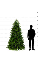 7ft-8ft Fraser Fir