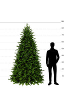 8ft-9ft Fraser Fir